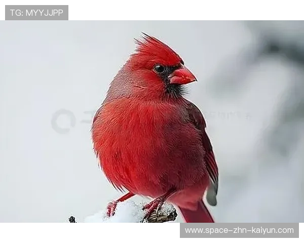红雀进攻问题持续,主帅称需尽快调整,红雀到底说的是什么 红雀进攻问题持续,主帅称需尽快调整,红雀到底说的是什么